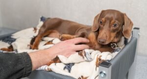 Dog boarding kennels